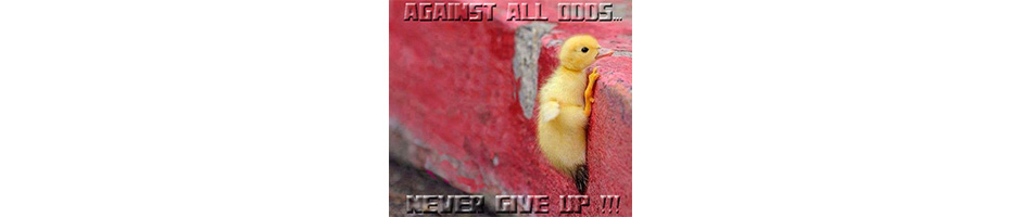 never give up 
